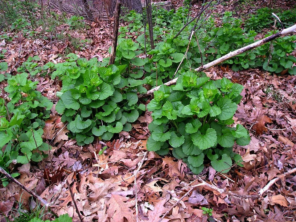 Garlic Mustard